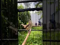 Lagu Cigun isian Lovebird , cocok untuk masteran murai batu