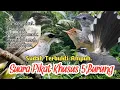 Download Lagu SUARA PIKAT KUTILANG RIBUT. TRUCUKAN. PELANDUK SEMAK. PRENJAK LUMUT. SIKATAN KIPAS..