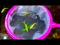 Download Lagu From Signs, Preparation, Selecting, Conditioning To Breeding My Glo Danios Succesfully! Part 1.