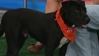 KPRC 2 Pet Project Meet Smiley the pup who will bring a smile to your face