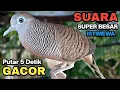 Lagu Perkutut Lokal Gacor Suara Kung Besar Pancingan Burung Perkutut Agar Bunyi.