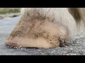 How To EASILY Identify A Healthy Horse Hoof And Trim