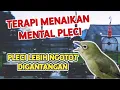 Download Lagu TERAPI MENAIKAN MENTAL PLECI agar lebih Ngotot digantangan‼️Tes Mental Pleci Lomba‼️Terapi Pleci❗