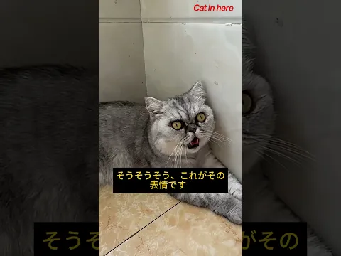 ああ、神様、私はどうやって行動したのだろう。#cat #funny