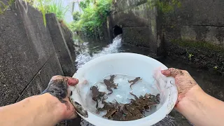 ドブに逃げた大量のカエルがヤバすぎる