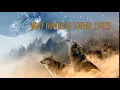 WOLF HOWLING🐺Sound Effects Free Download-0:09 Minutes🐺mp3 Download #wolf