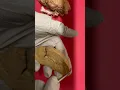 Sheep Brain Sagittal Brain Anatomy and Pituitary Section