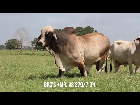 Download MP3 BRC’s +Mr  V8 279/7 - Smooth Polled Register of Renown Brahman Sire