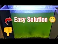 Download Lagu An Easy Solution for Bacterial/Algae Blooms in your Aquarium MP3
