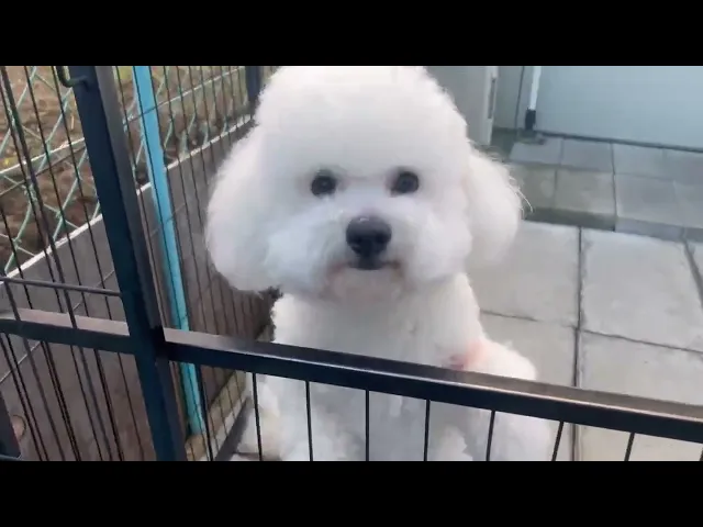 動画