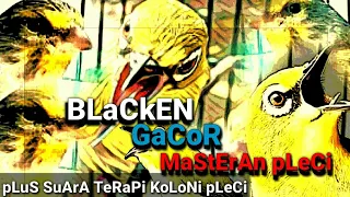 Download MASTERAN PLECI || SUARA BLACKEN GACOR PLUS SUARA PLECI KOLONI MP3