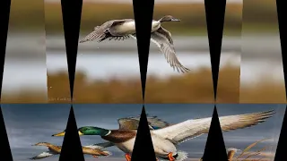 صوت الخضري هربان دجاج ماي 