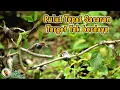 Download Lagu Mikat Burung Prenjak Dengan Trik Yang Jarang Orang Tahu