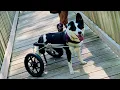 How to Manually Express a Paralyzed Dog s Bladder Step-by-Step Guide for Male Dogs