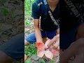 Download Lagu Bunga keabadian yang lama punah kembali ditemukan #shorts #mistis #bunga #shortvideo