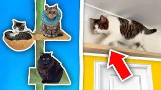 I Built Cat WALKWAYS Around My House!
