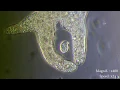 Download Lagu Amoeba eats  paramecia ( Amoeba's lunch ) [ Amoeba Endocytosis / Phagocytosis  Part 1 ] 👌