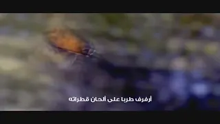 كفراشة انا 