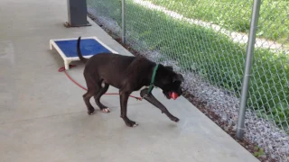 Lucky was shot then rescued