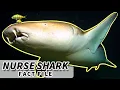 Nurse Shark Facts why a NURSE Animal Fact Files
