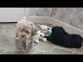 Cockapoo Puppies For Sale