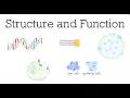 The Connection Between Structure and Function in Biology