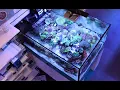 Download Lagu Tia ! What Have You Done To Our Reef Tank ?!