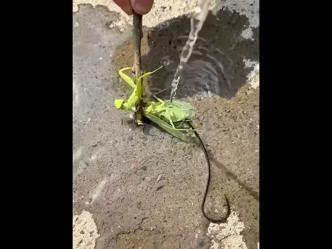 Ele Jogou Água... E Algo Saiu Do Louva-A-Deus 😱🦗#shorts