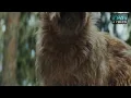 IMMINENCE - If Not Now, When ( Legendado PT BR)