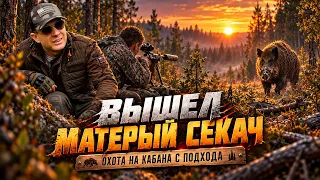 150 кг! Охота на матерого секача. Трофейный кабан. Трудовая охота. Охота на кабана.