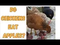 Do Chickens Eat Apples Simple Backyard Feeding Test