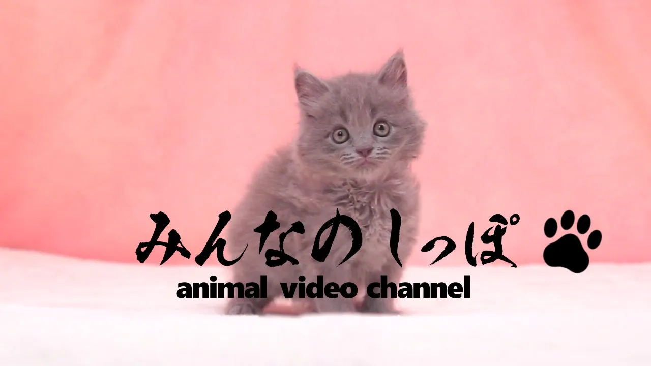 動画