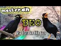 Download Lagu Masteran burung beo pintar bikin gacor dan bisa ngomong