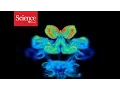 Download Lagu Tilting motion helps butterflies soar