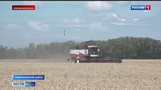 Омские аграрии планируют получить около четырёх млн тонн зернобобовых в этом году
