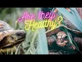 How To Choose a Pet Tortoise or Turtle at the Reptile Show
