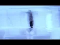 COUCOU CHLOE - GUESS (PROD. COUCOU CHLOE) *FLASHING LIGHTS*