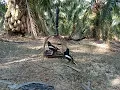 Download Lagu Suara Burung Murai Kampung/Murai Cacing...Si.Romeo Hitam