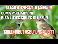 Download Lagu Suara Pikat Burung Kecil Paling Ampuh ciblek ribut kombinasi burung kejepit