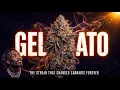 Gelato The Strain That Changed Cannabis Forever