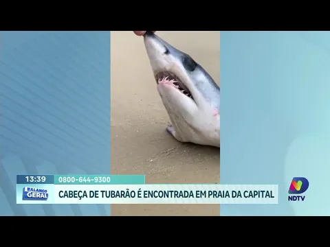 Cabeça de tubarão-anequim surge nas areias de Florianópolis