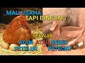 Download Lagu Bingung ⁉️ Mau Usaha Ternak Ayam Petelur Atau Bebek Petelur