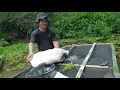 Download Lagu PANEN IKAN GABUS BESAR BAGIAN 5