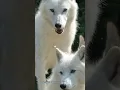 Download Lagu Suara serigala #wolf #shorts #animalsounds
