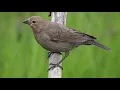 Download Lagu Suara kicauan aneh burung cowbird berkepala coklat