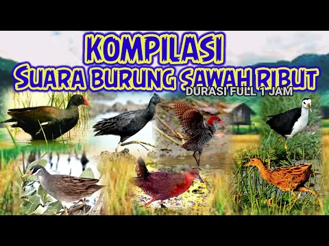 Download MP3 kompilasi suara pikat burung sawah ribut mp3 || durasi full 1 jam