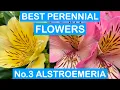 BEST PERENNIAL FLOWERS No 3 ALSTROEMERIA - EASY TO GROW MONTHS OF COLOUR HARDY PERENNIALS