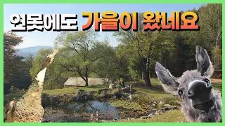 가을을 맞이한 연못입니다