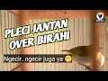 Download Lagu Pleci ngecir over birahi cocok buat pancingan