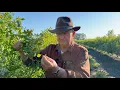 Download Lagu Why are Your Blueberry Blooms Not Making Berries? | The Blueberry Barn